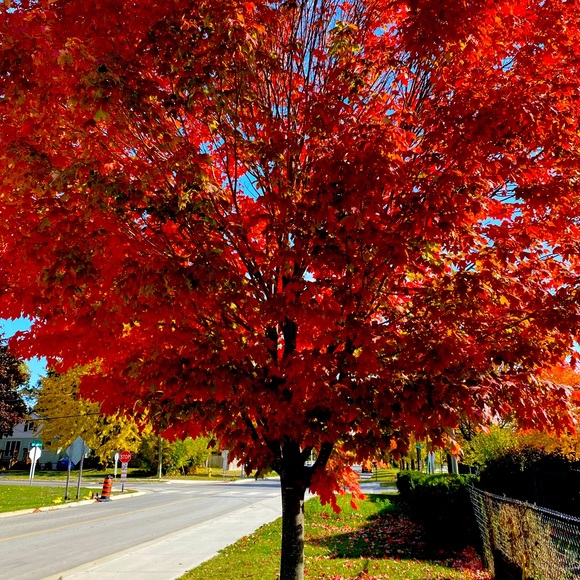 Meet your Posher, Angela - Picture 1 of 1